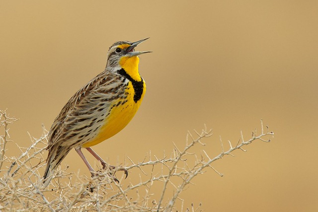 [-%2520Western%2520Meadowlark%2520Singing_ROT7804%2520February%252018%252C%25202012%2520NIKON%2520D3S%255B7%255D.jpg]