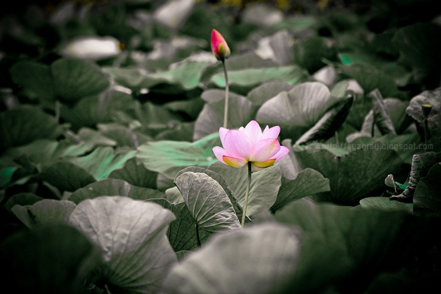 DSC_2558 DSC_2558