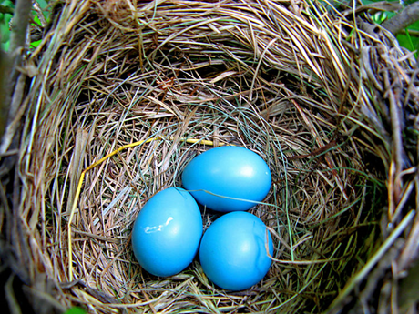 untitledblue eggs