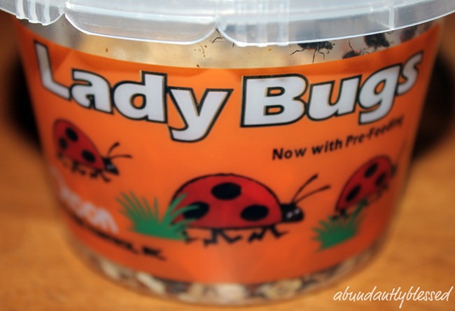 Ladybugsa