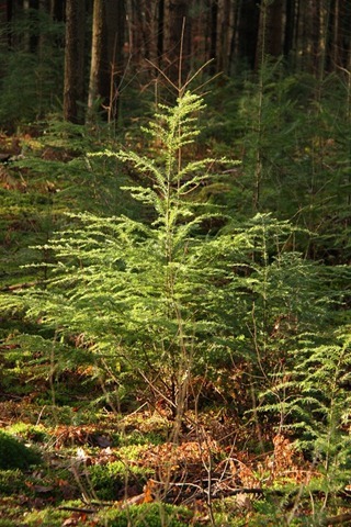 kerstboom kerstboom