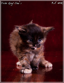 Фото котенка мейн-кун Frida возраст 3,5 недели | Питомник Grey Claw`s