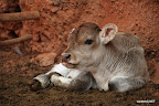 Little calf