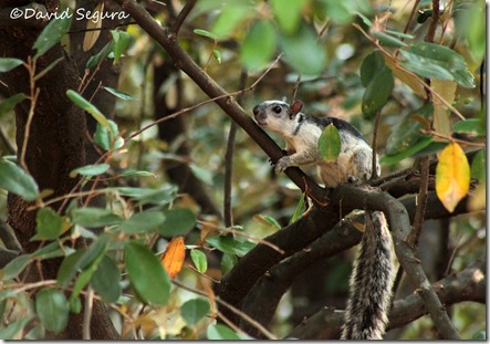 Sciurus variegatoides rigidus