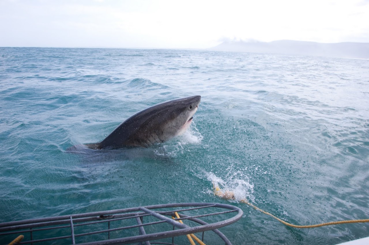 Shark diving out of the water