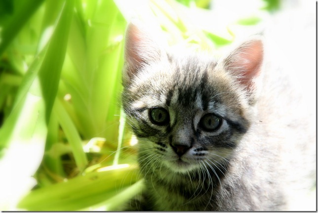 Family and Kittens 161