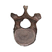 Vertebrae_T11_female.jpg