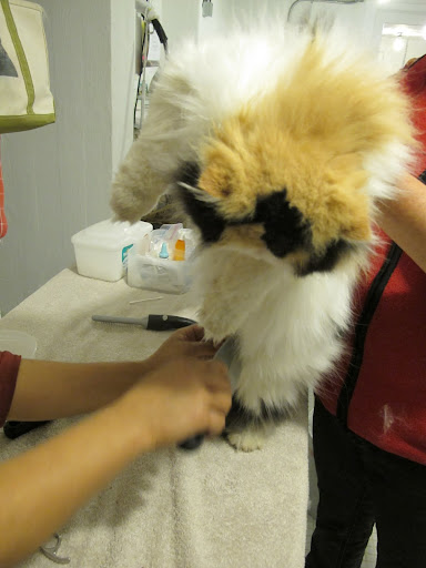 Hey Sanu, could you please be a little more gentle with that tangle?