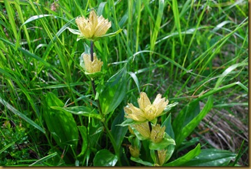 211-Genziana punctata 211-Genziana punctata