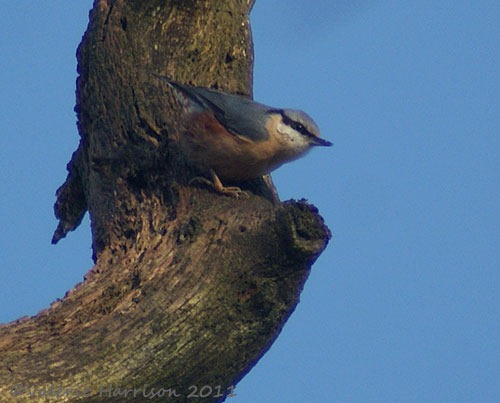 [5-nuthatch%255B2%255D.jpg]