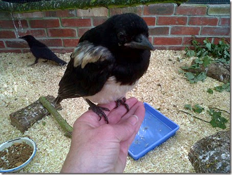 Magpie baby on hand