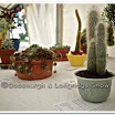 Horticulture 015.jpg