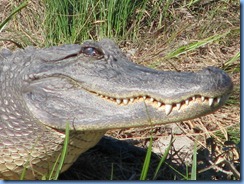 6339 Texas, South Padre Island - Birding and Nature Center guided bird walk - American Alligator at blind 7