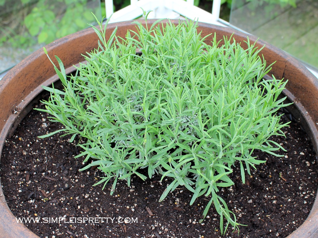 [Lavender%2520in%2520Pot%2520right%2520after%2520planting%255B5%255D.jpg]