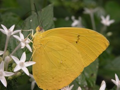 Orange Barred Sulphur