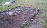 Vegetable Garden