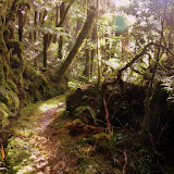 The Sub-Tropical Rain Forest - Karamea, New Zealand