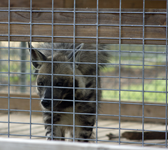 Spotted Hyena Exotic Game Park