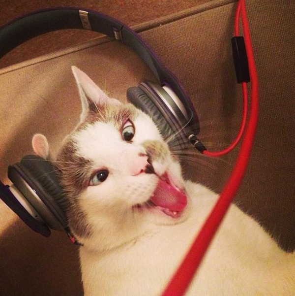 1- audição dos gatos 1- audição dos gatos