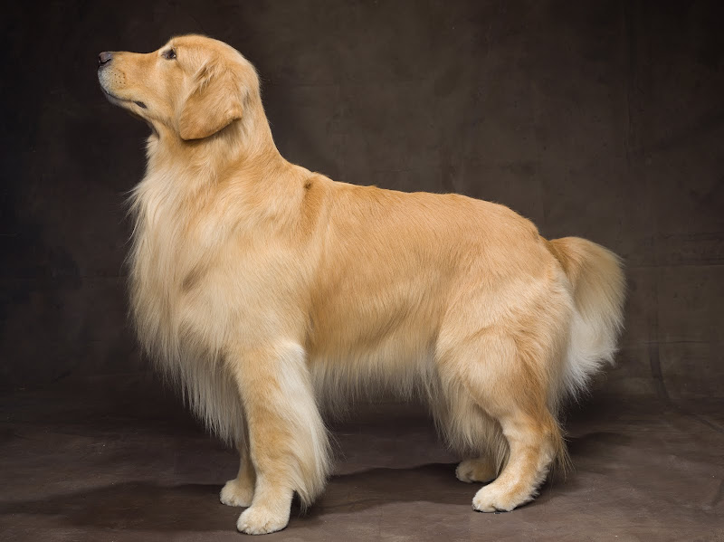 golden retriever that stays dogs home design with kevin sharkey golden retriever that stays dogs home design with kevin sharkey