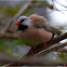 Long-tailed Finch