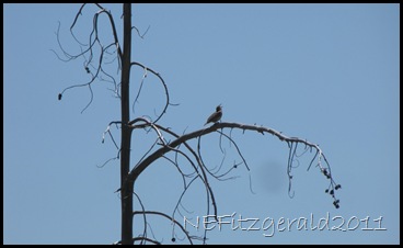 MarshWren Singing MarshWren Singing