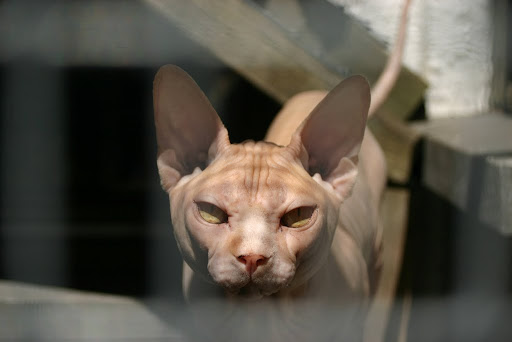 sphynx cats