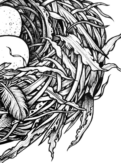 nest closeup