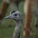 Ostrich