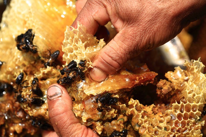 طريق جمع  العسل في النيبال Honey-hunters-nepal-35%5B4%5D