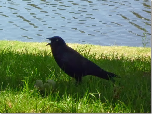 crow