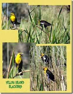 Blythe CA Mayflower City RV Park yekllow headed blackbirds