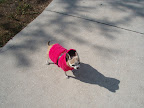 Rescued Malina loves her pink velour parka and it keeps her toasty warm.  She wishes other pups awaiting homes in shelters could be this warm!