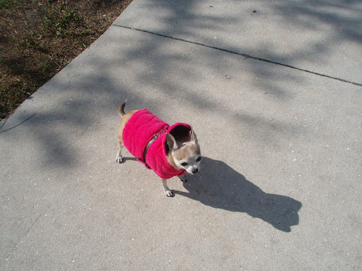 Rescued Malina loves her pink velour parka and it keeps her toasty warm.  She wishes other pups awaiting homes in shelters could be this warm!