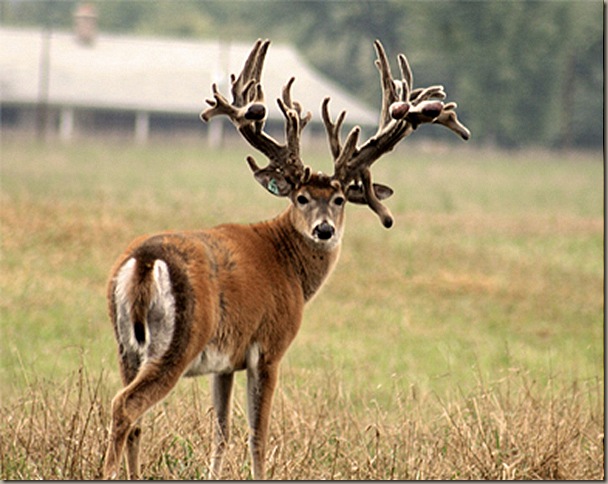deer-front-390