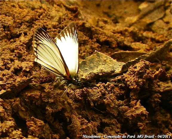 Lépidoptères de Pitangui au Minas Gerais - Heliopetes arsalte arsalte (LINNAEUS, 1758). Pitangui (MG, Brésil), 24 avril 2011. Photo : Nicodemos Rosa