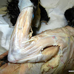 triceps_brachii.JPG