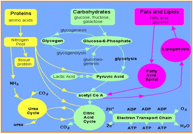 [METABOLISME%252BSEL%255B3%255D.jpg]