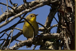 Common Yellowthroat - Female