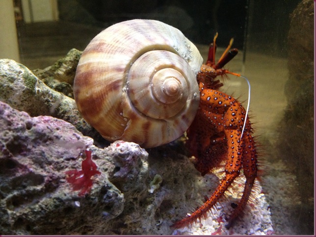 Aquarium - crab Aquarium - crab