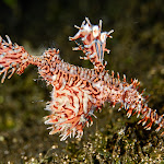 Ghost pipefish + baby