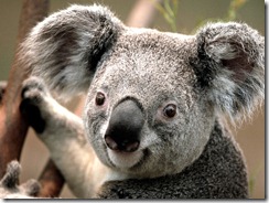 Koala Koala