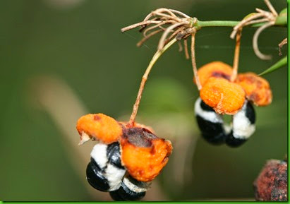 Wombat Berry