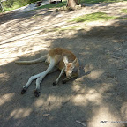 wildlife 2