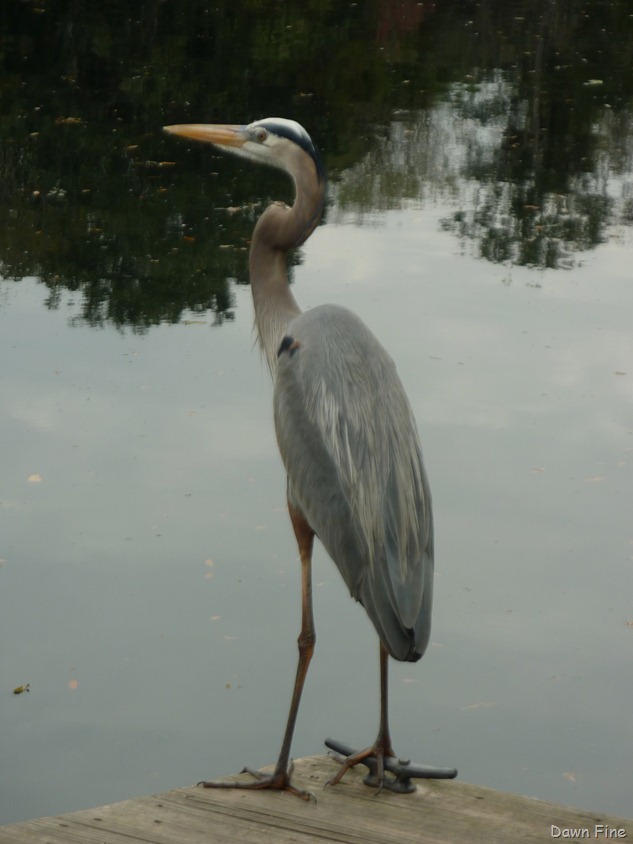 [Chassahowitzka%2520River%2520%2520area_041%255B4%255D.jpg]