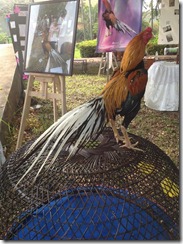 Ayam Bangkok Aduan Budidaya ayam Birma Saigon Vietnam Import Ayam laga