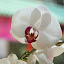 orchid_0066.JPG