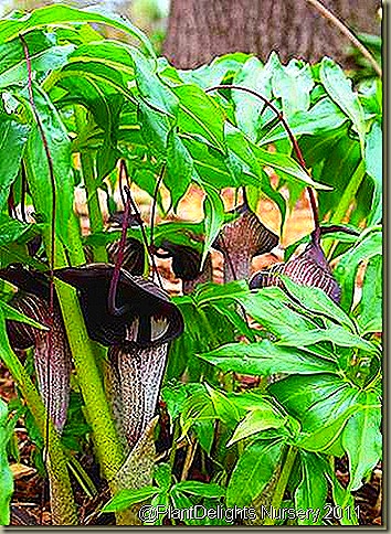 Arisaema urashima 2_thumb[8]