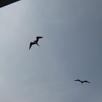 Aves marinas en Gorgona Aves marinas en Gorgona
