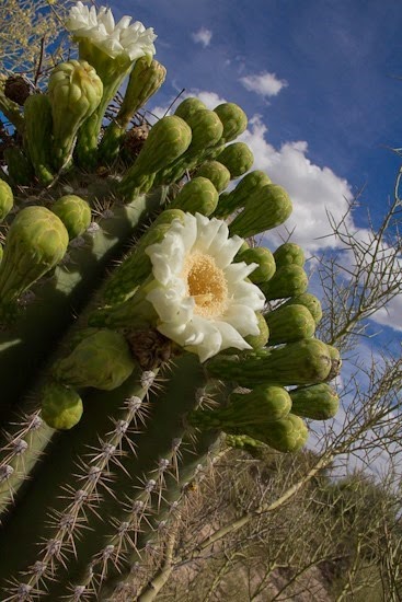 Saguaro in Bloom on Cresta Loma Saguaro in Bloom on Cresta Loma